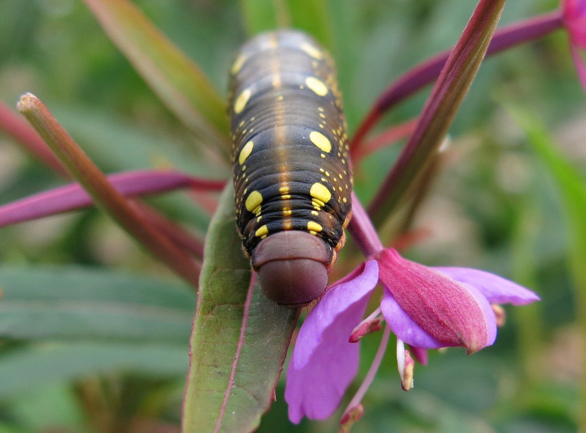 Олеандровый Бражник гусеница