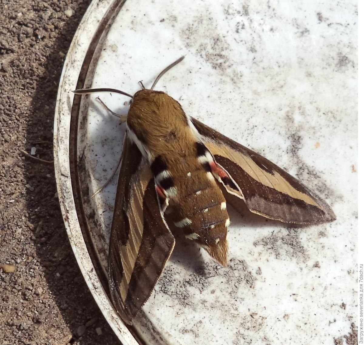 Павлиноглазка цекропия гусеница