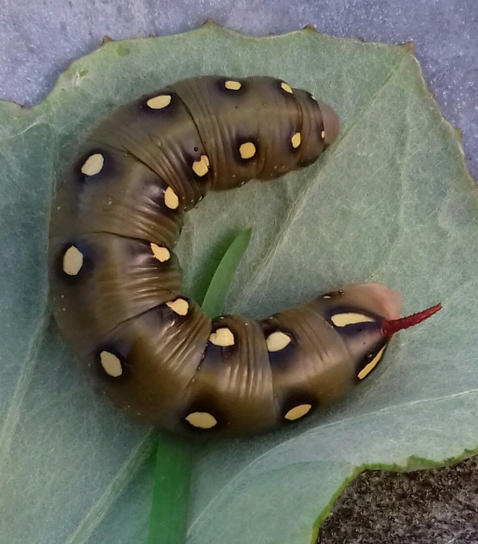Бражник винный гусеница и бабочка
