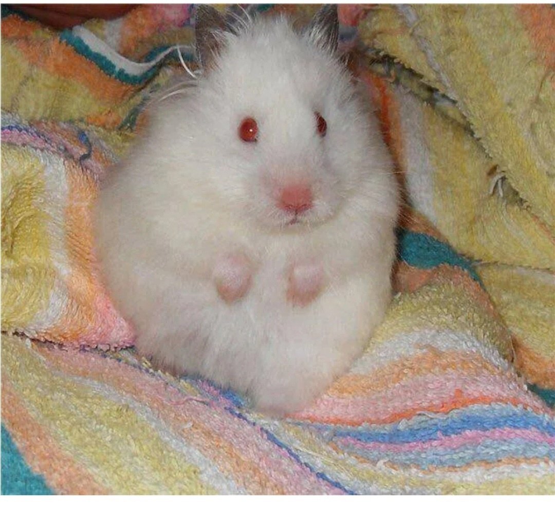 Сирийский хомяк альбинос