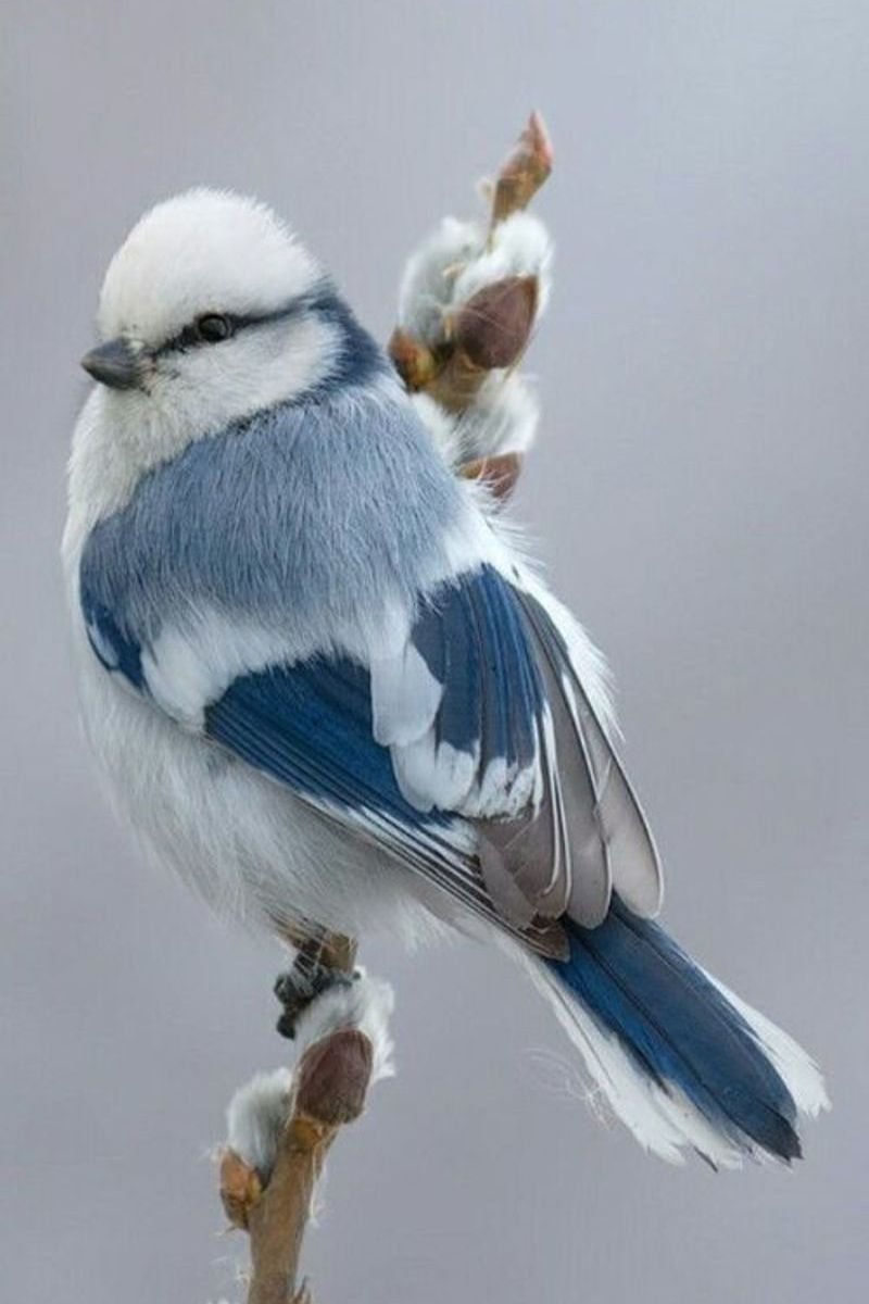 Синица белая лазоревка