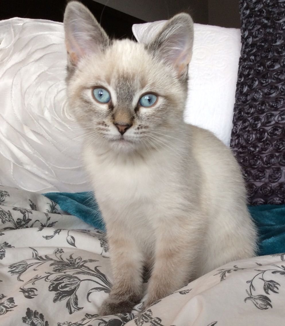 Тайская кошка сил тебби Пойнт