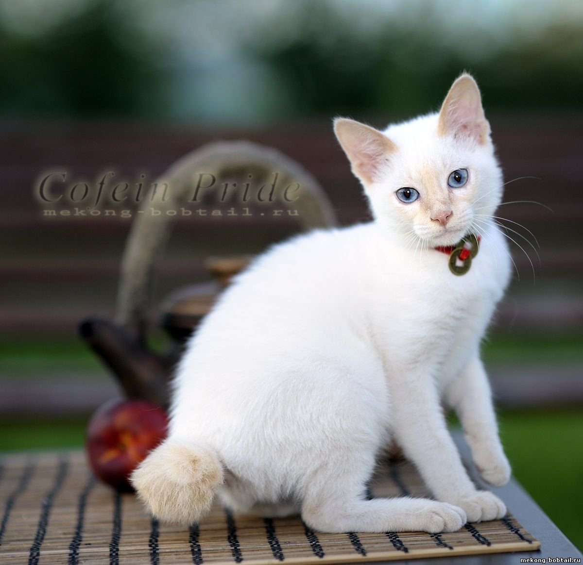 Солнечный ред Пойнт