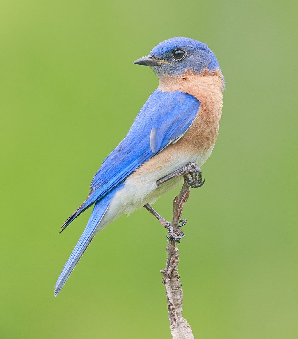 Птичка голубая сиалия