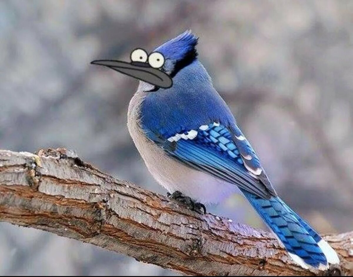 Мордекай птица