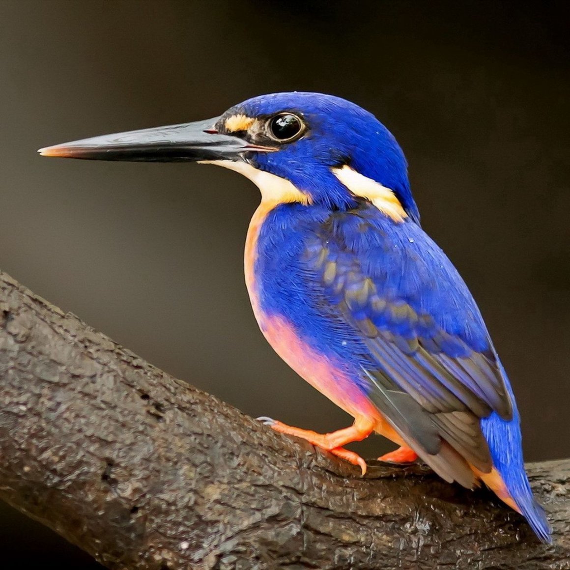 Ошейниковый Зимородок