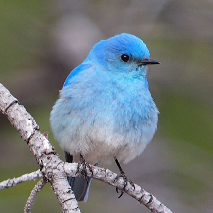Светло-голубая птичка