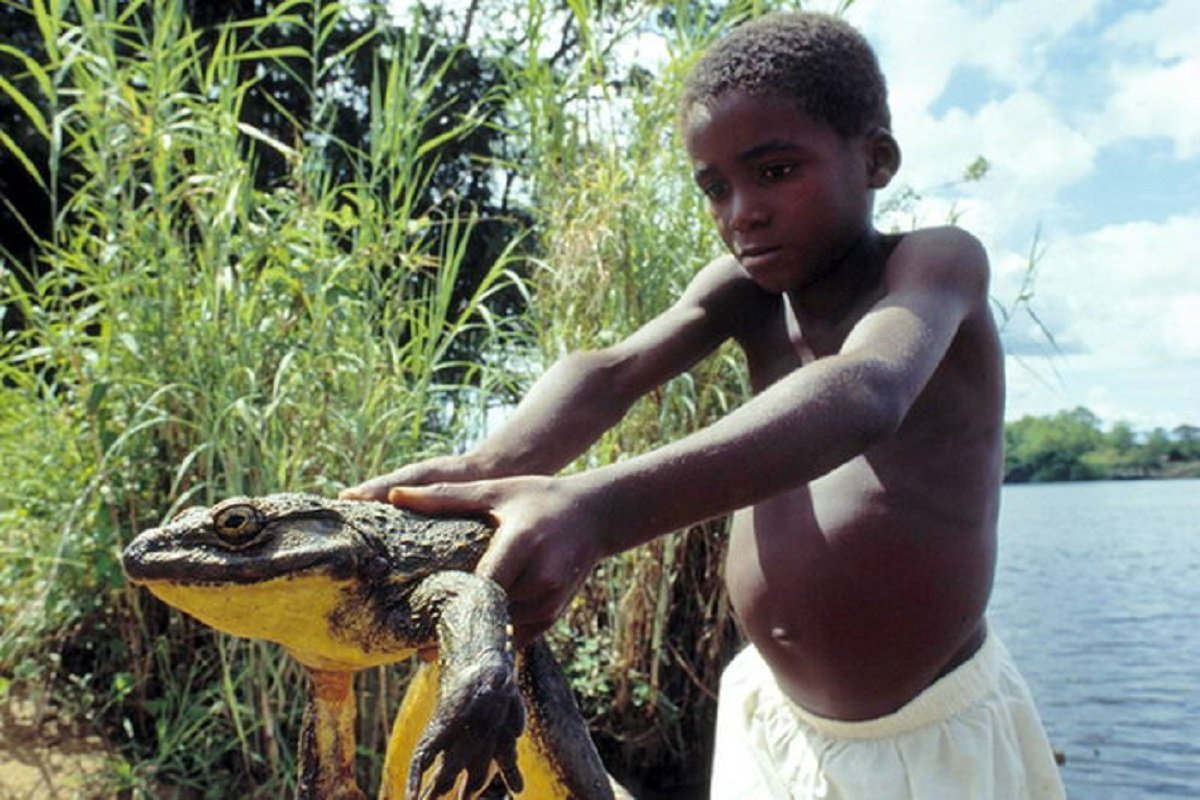 Толстая лягушка рогатка