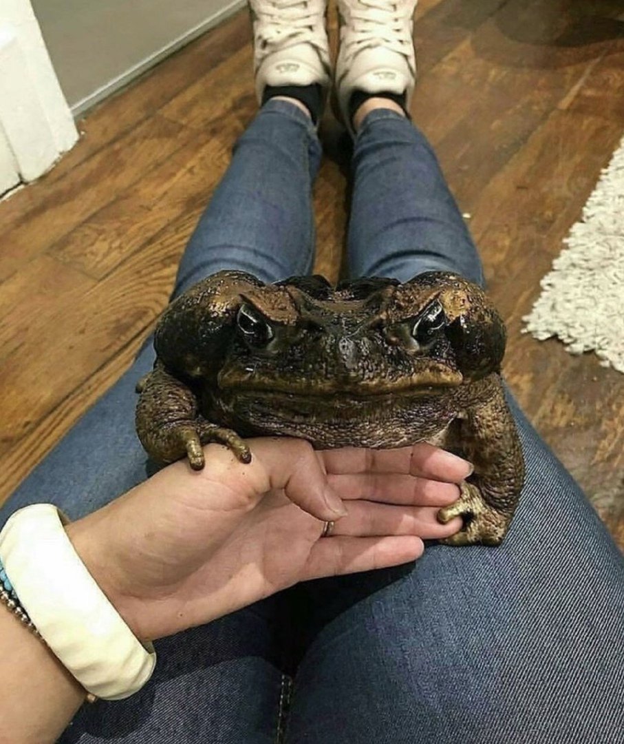 Лягушка бык водонос