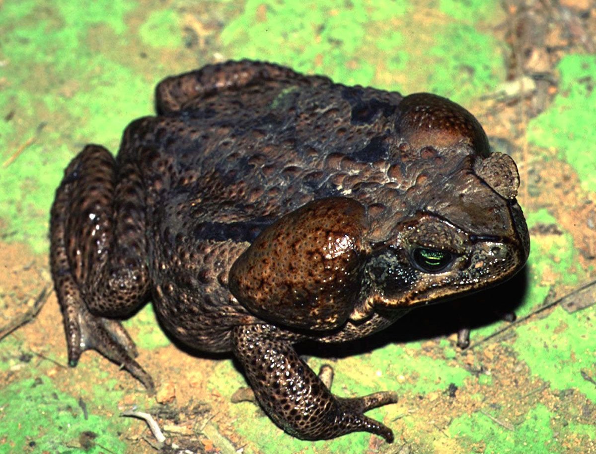 Смешные лягушки