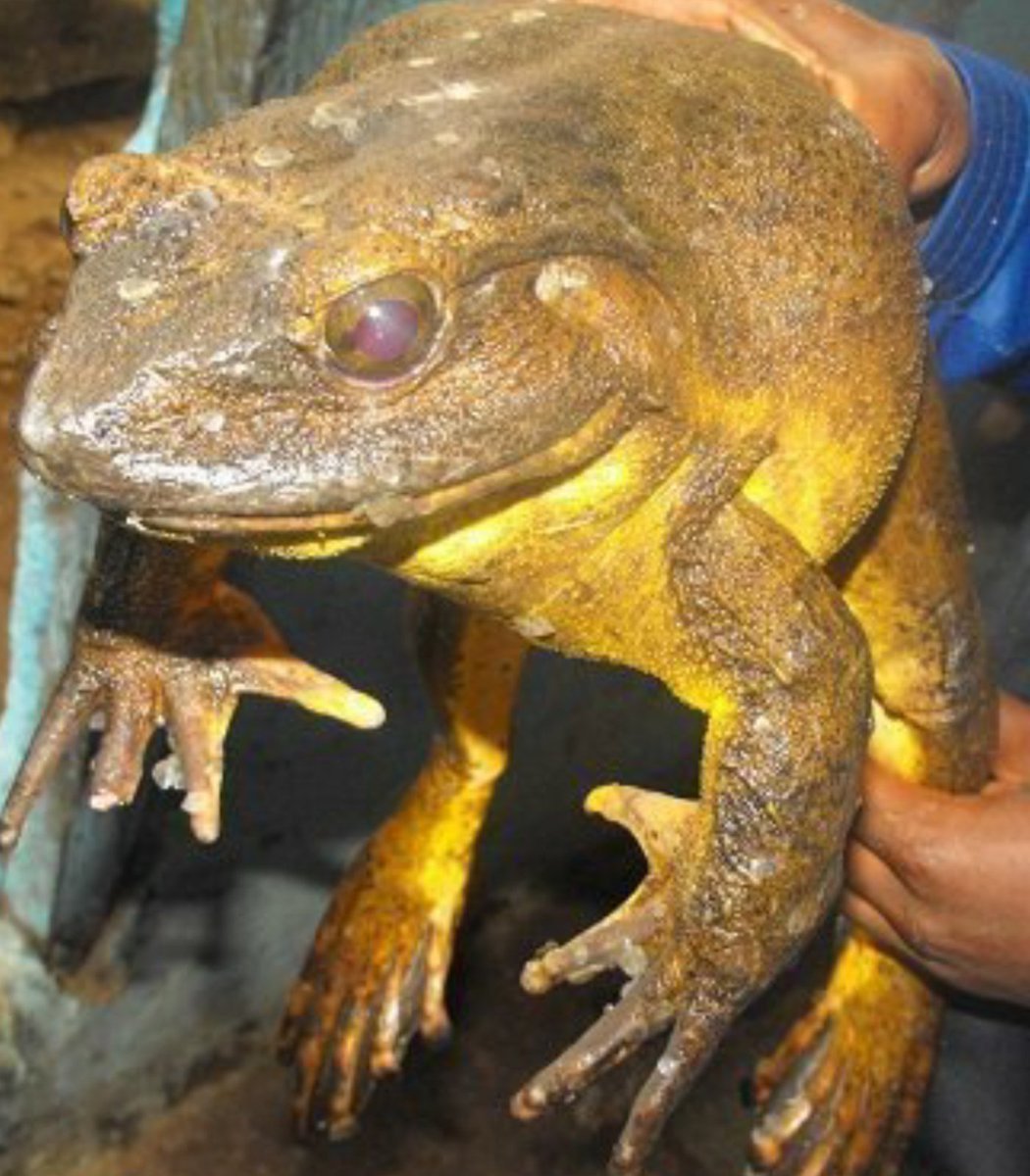 Лягушка Голиаф