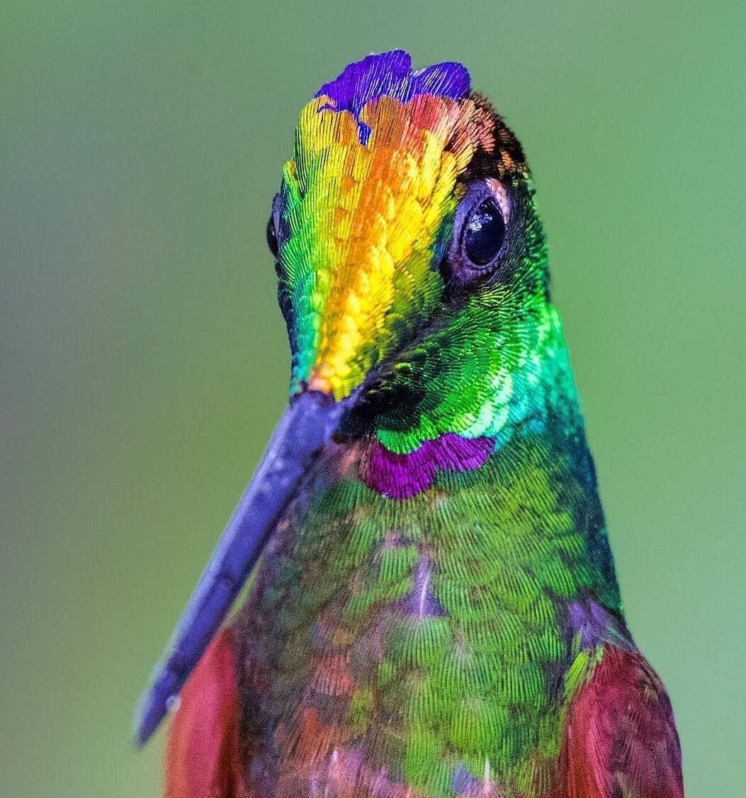 Разноцветные птицы