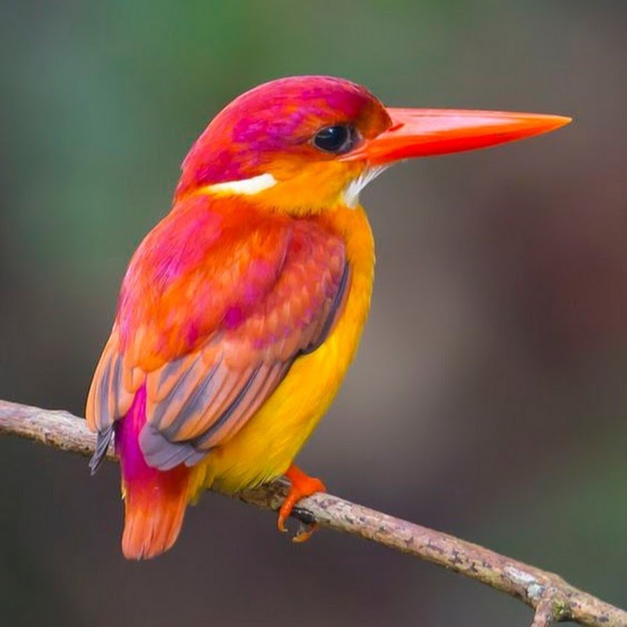 Рубиновый Зимородок