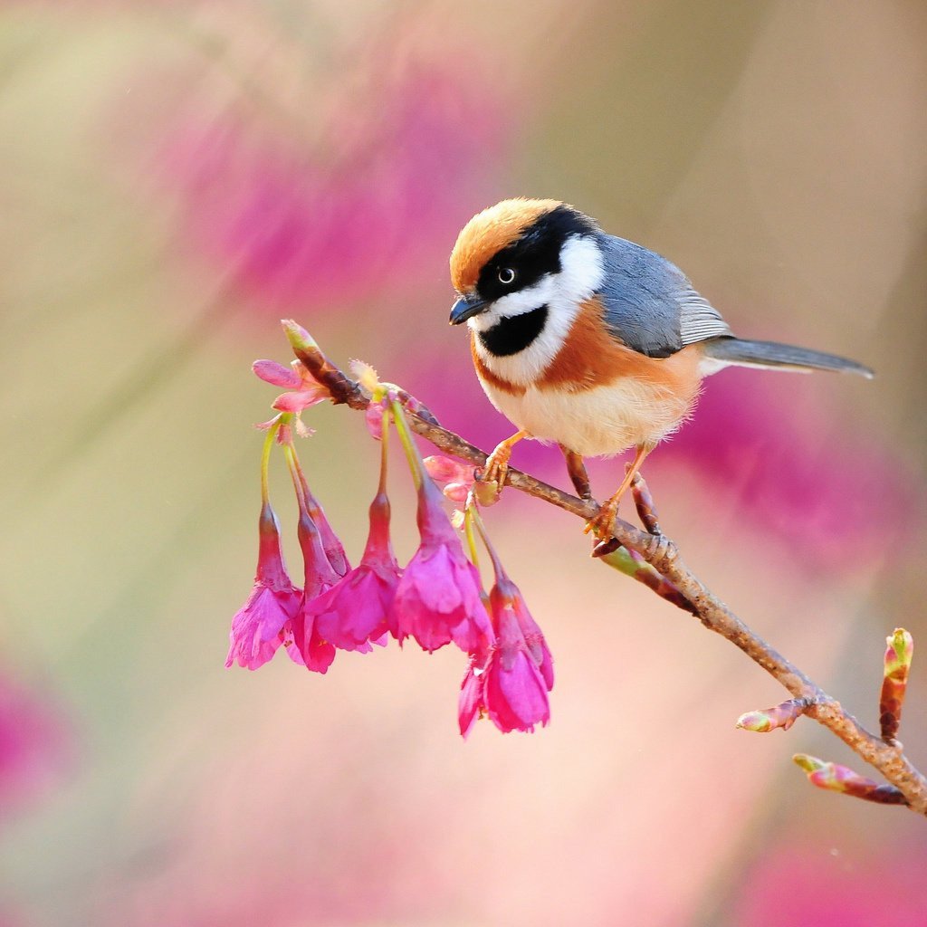 Мозаика алмазная Калибрия