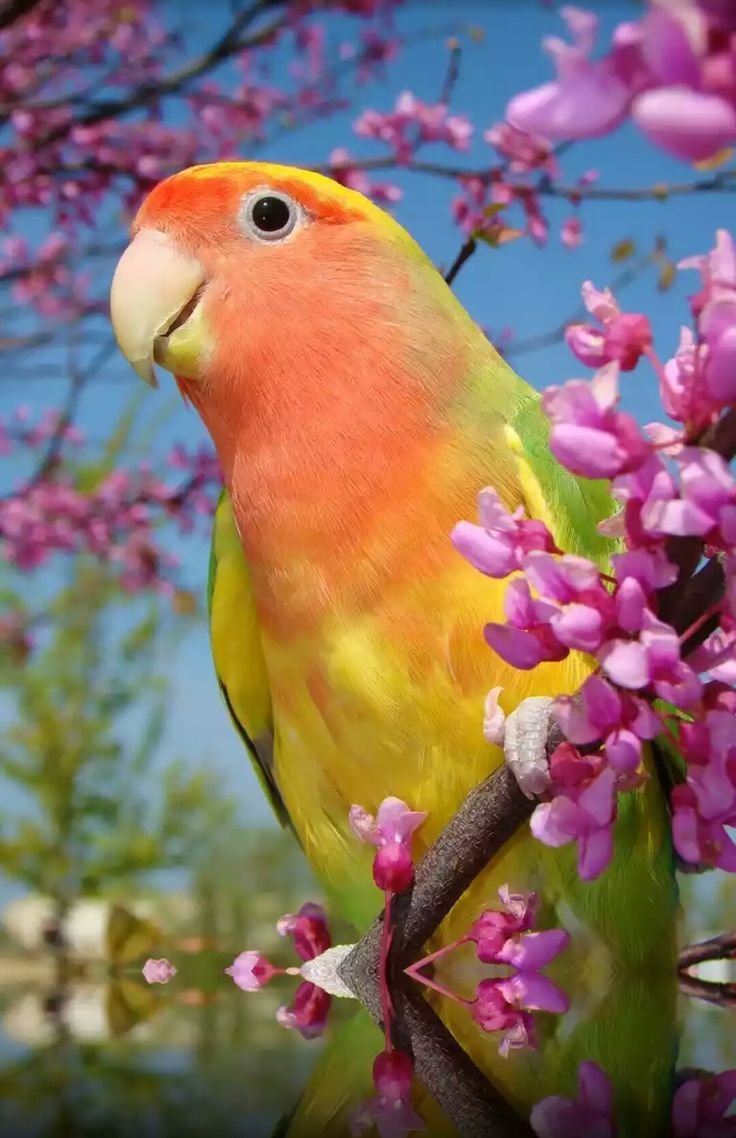 Любая птица