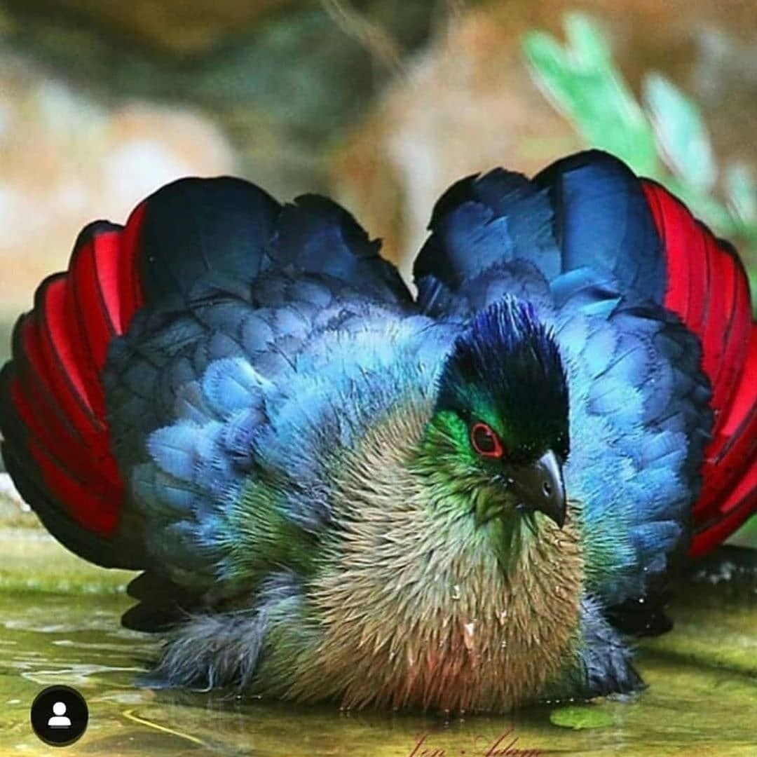 Красивые разноцветные птицы