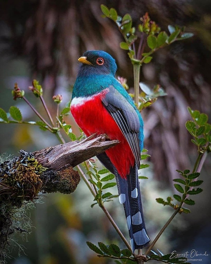 Полосатохвостый трогон