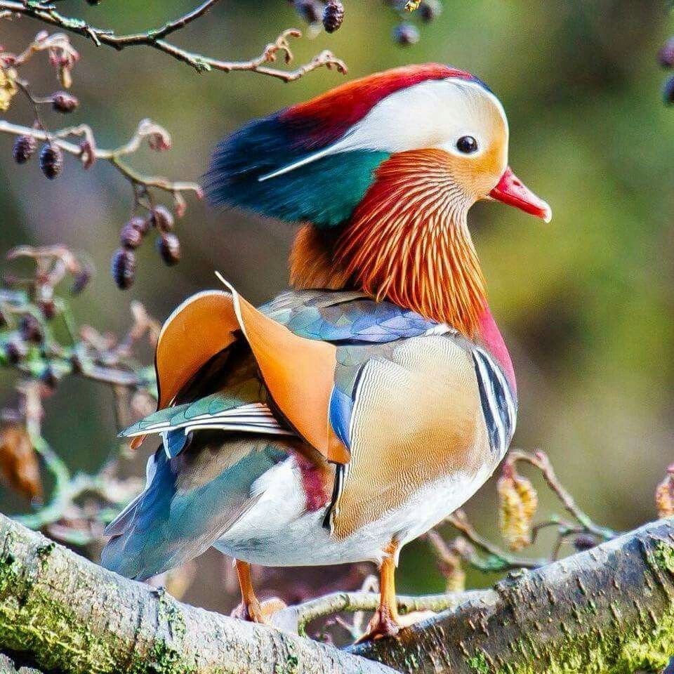 Павлин в японской живописи