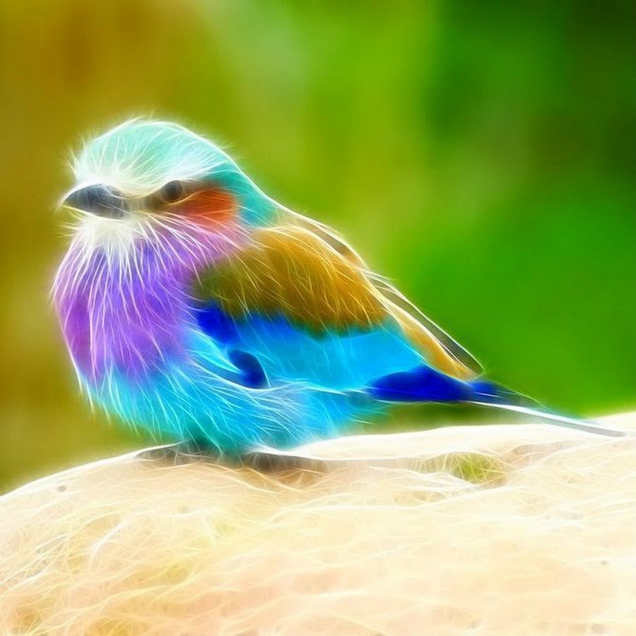 Райские птицы