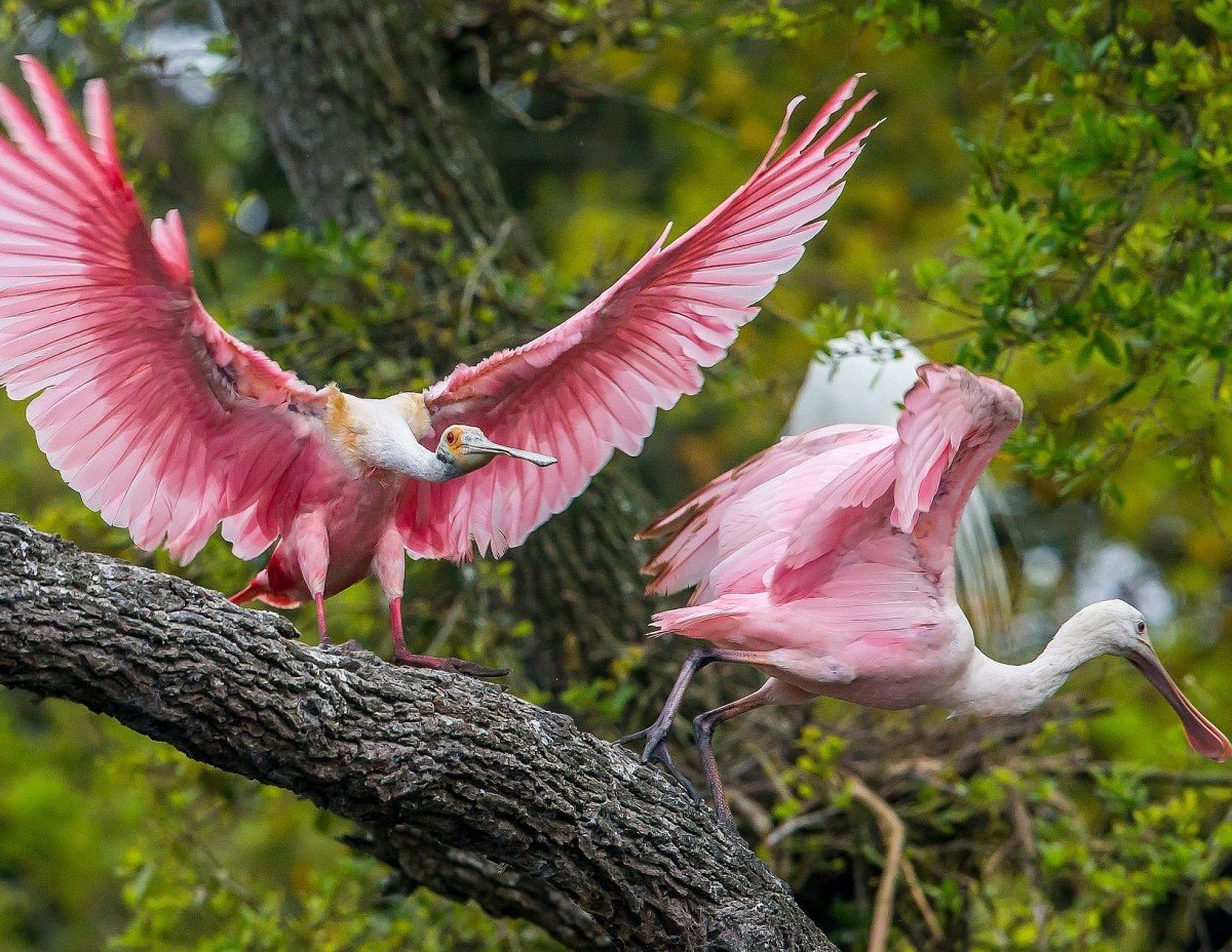 Попугаи неразлучники Какаду