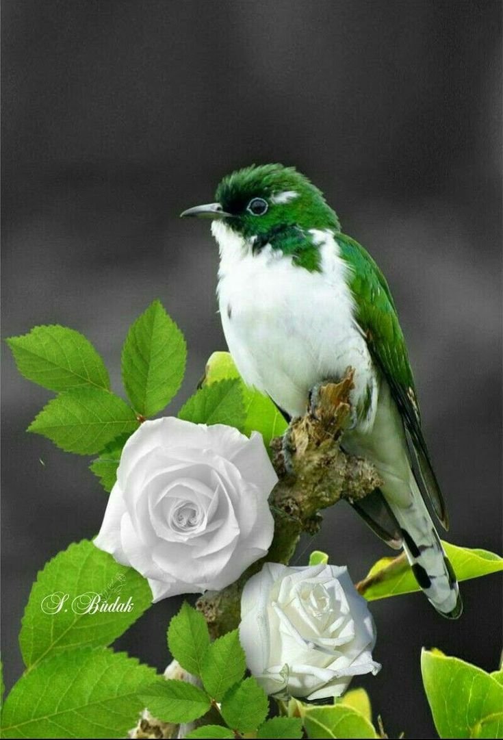 Розелла (растение)