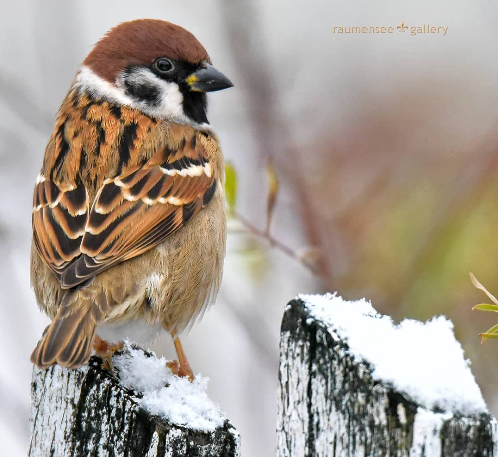 Воробьи на пеньке фото