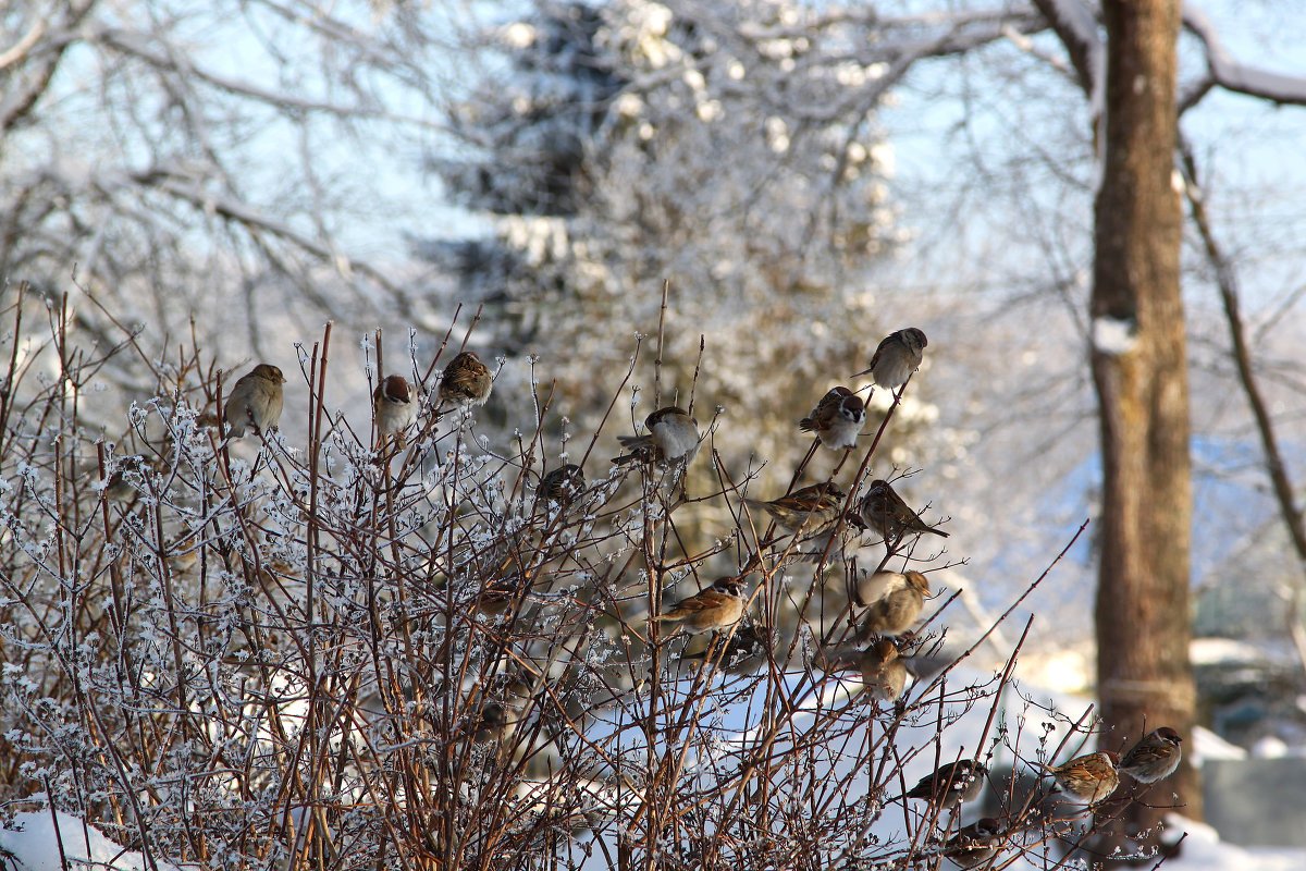 Стая птиц зимой в городе
