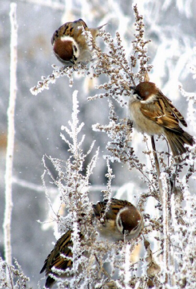 Воробей зимой