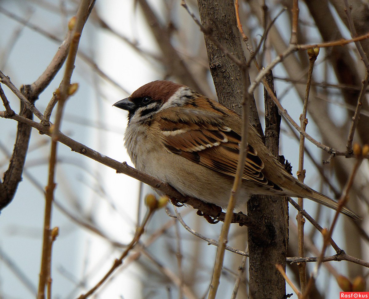 Воробьи челябинские