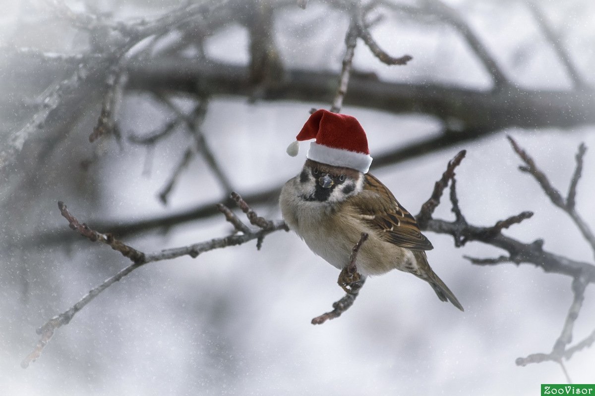 Воробей в шапке