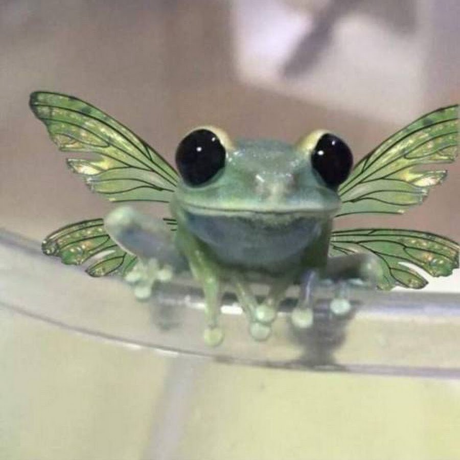 Лягушка рогатка Кранвелла Albino