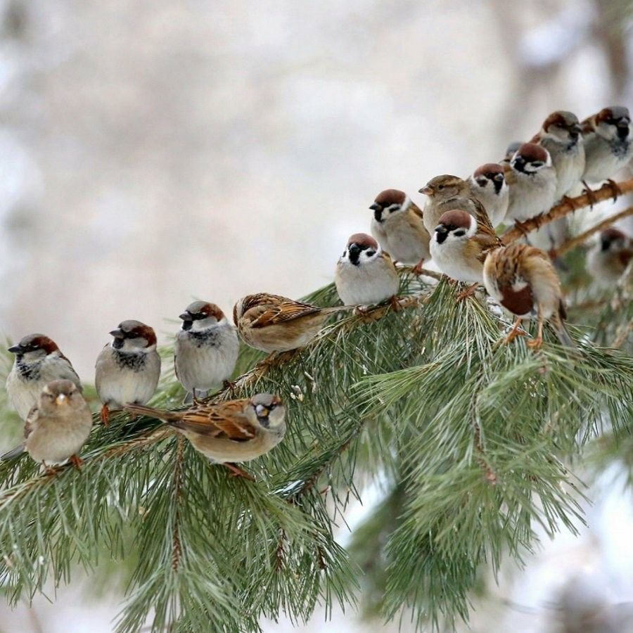 На ветвях заснули птицы