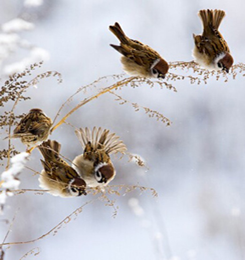 Воробушки зимой