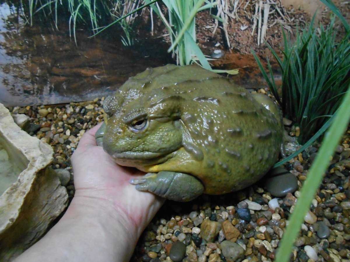 Южноафриканский узкорот лягушка