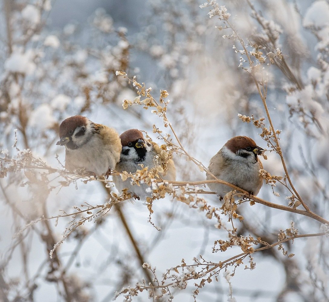 Воробей и Воробушек