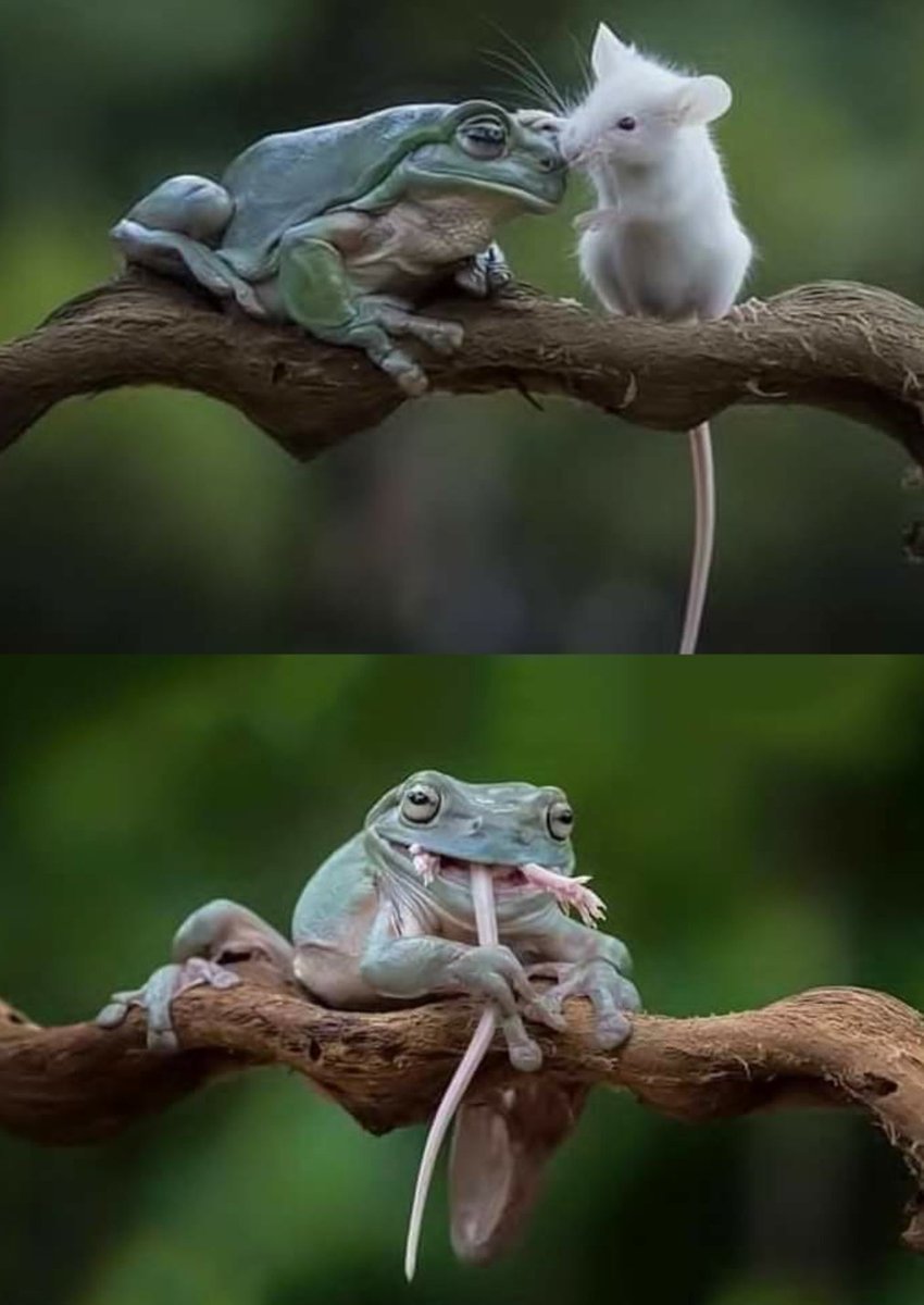 Жаба и гадюка