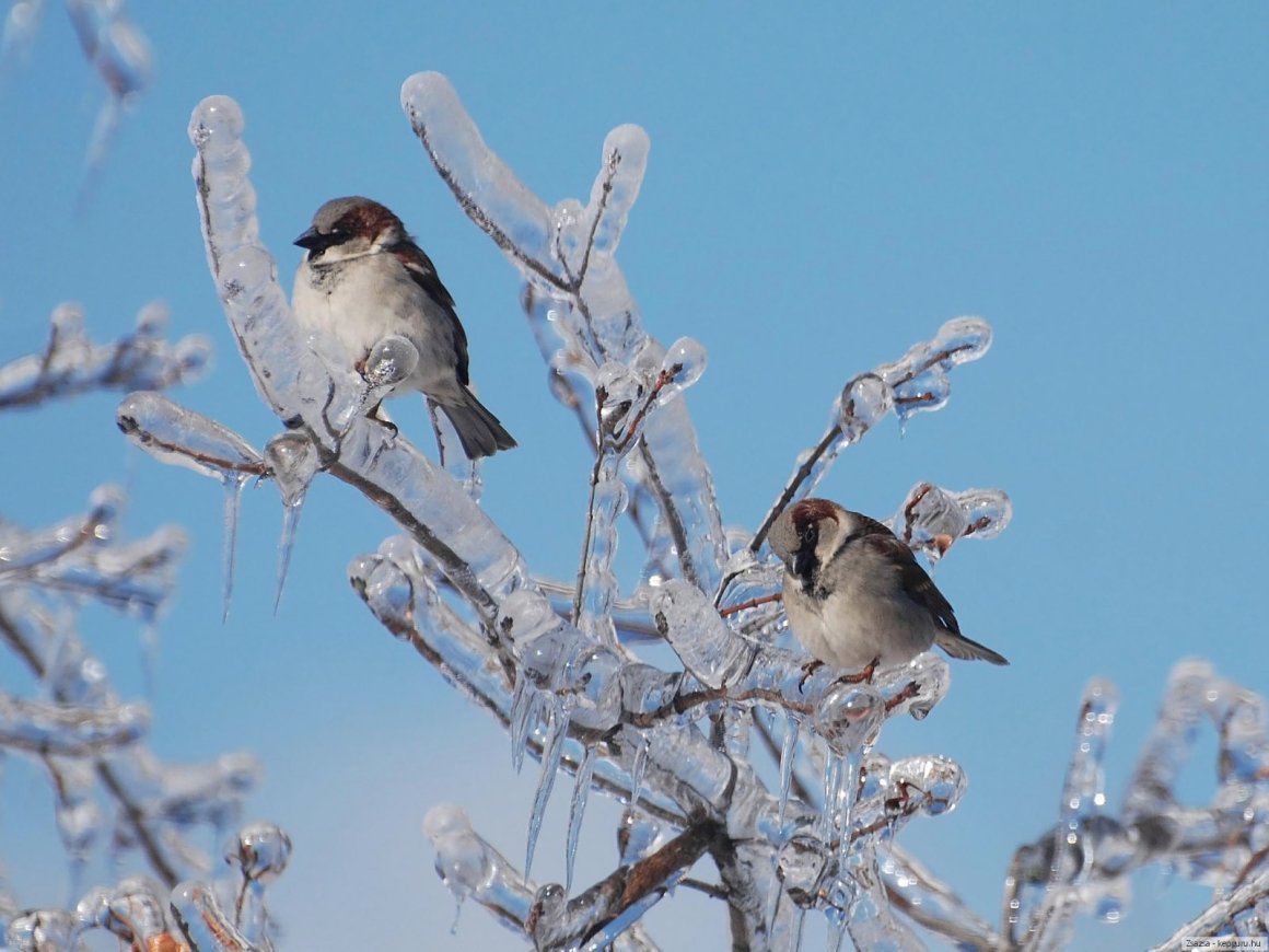 Воробей зима