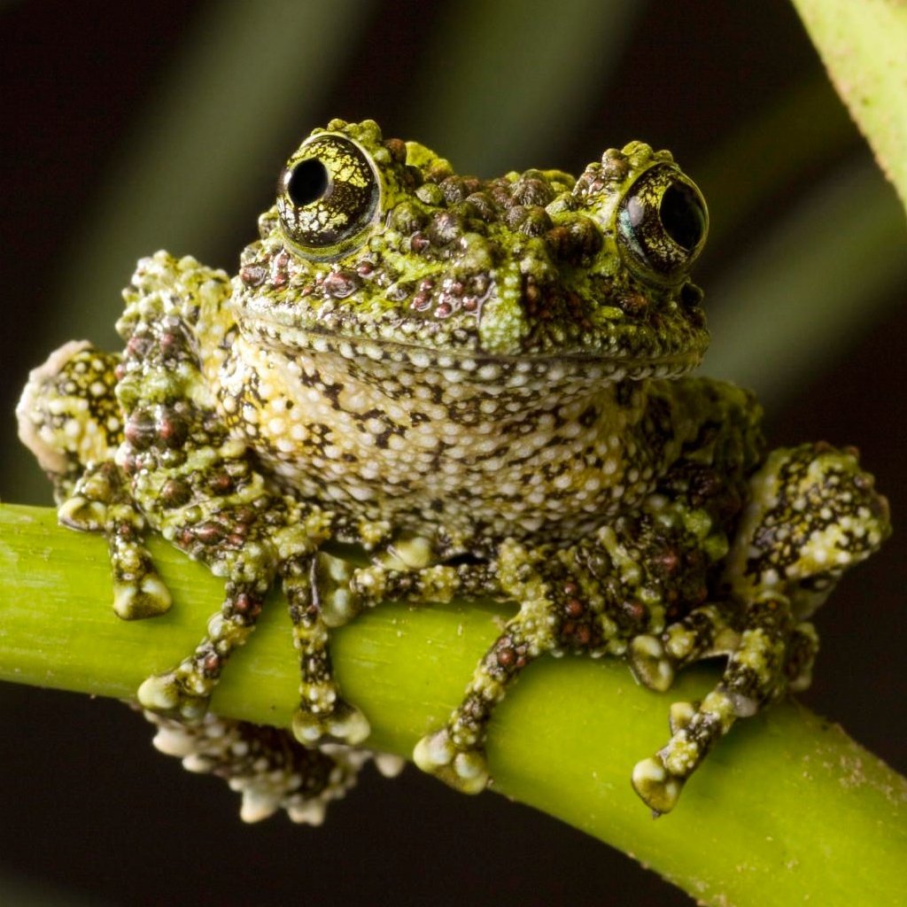 Вьетнамская мшистая лягушка