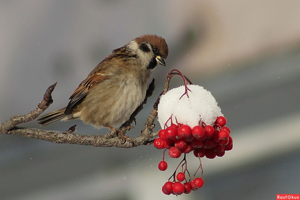 Птичка Воробушек