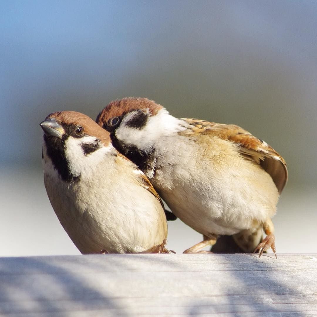 Два воробья