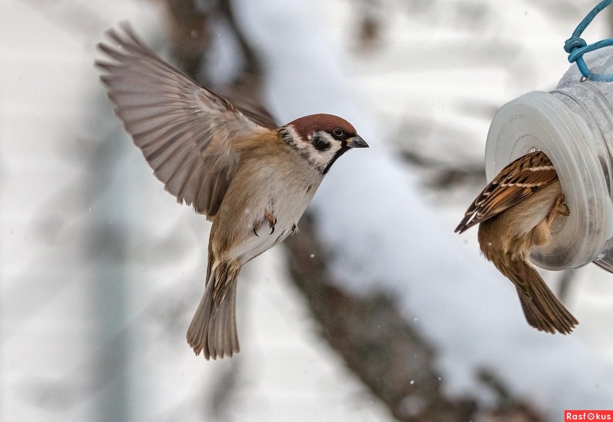 Воробей в зимний период