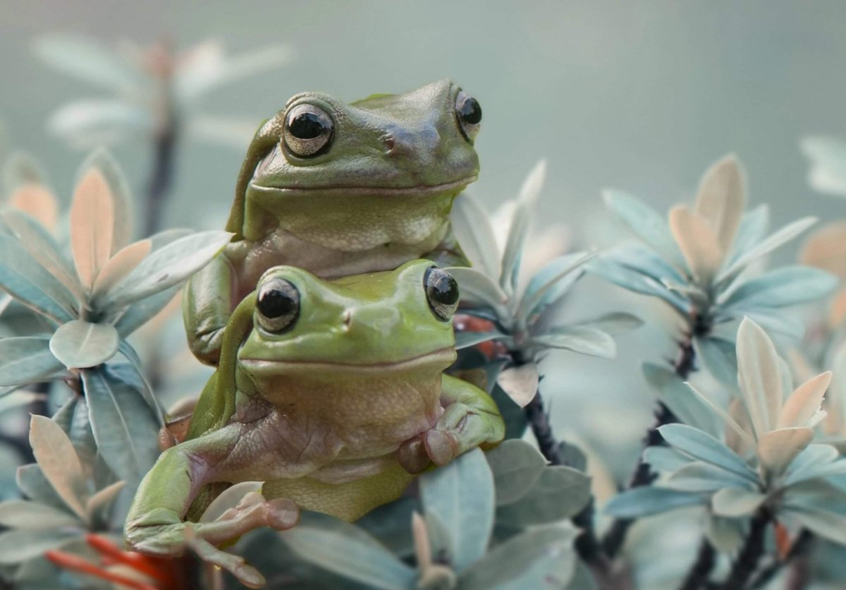 Лягушка Эстетика