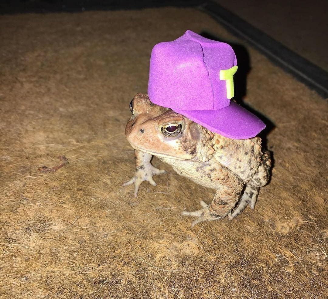 Маленькие домашние лягушки