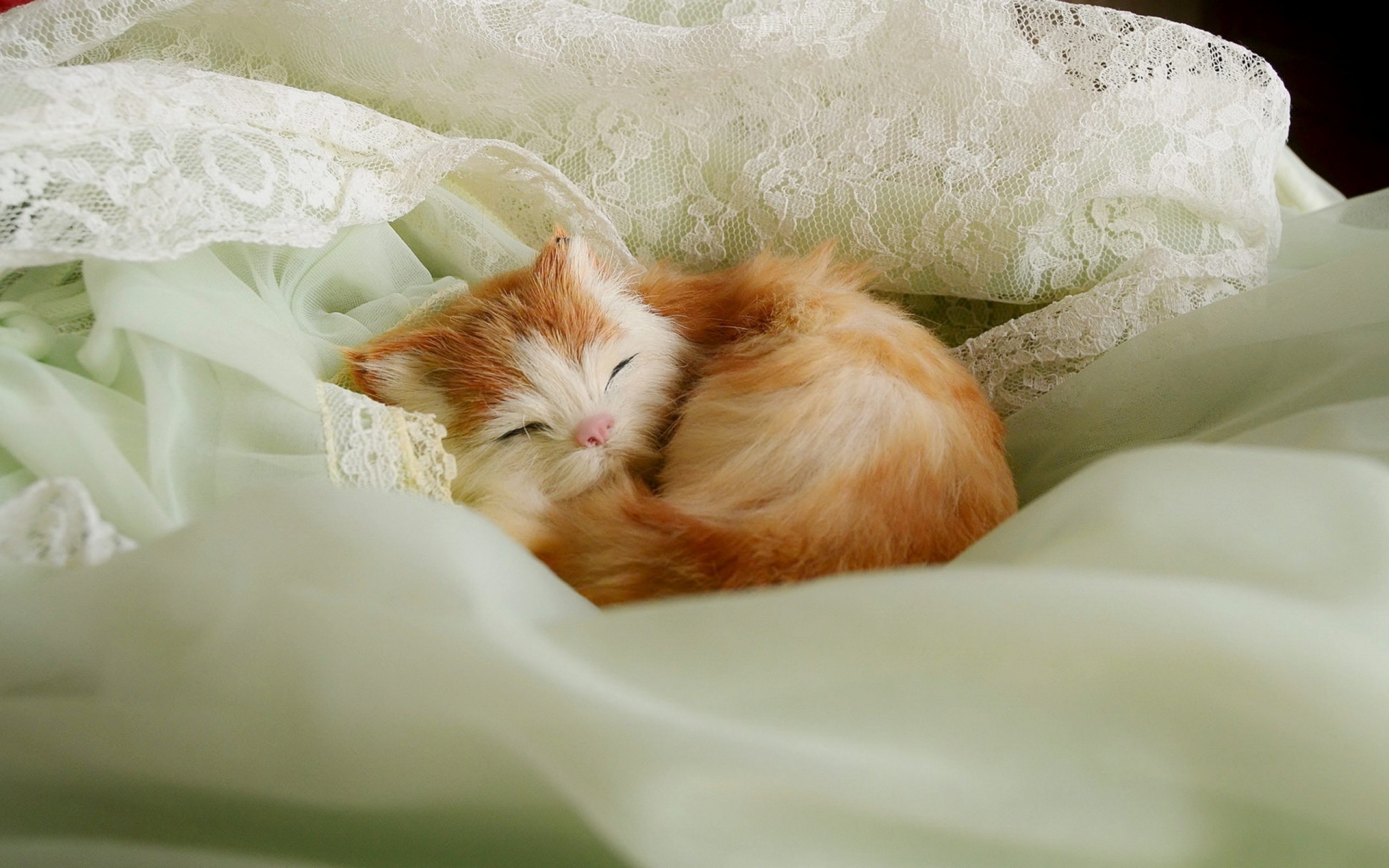 Красивый котенок во сне. Спящие котята. Спящий котенок. Рыжий котёнок.