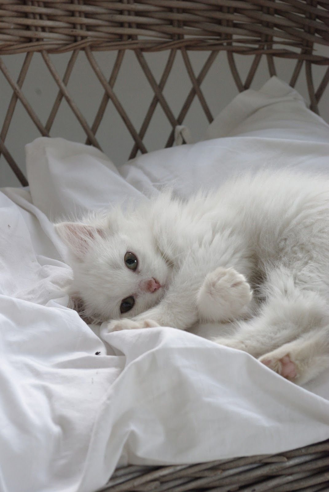 Котенок в постели. Кошка белая. Белый котенок. Спящие котята. Спящий белый котенок.