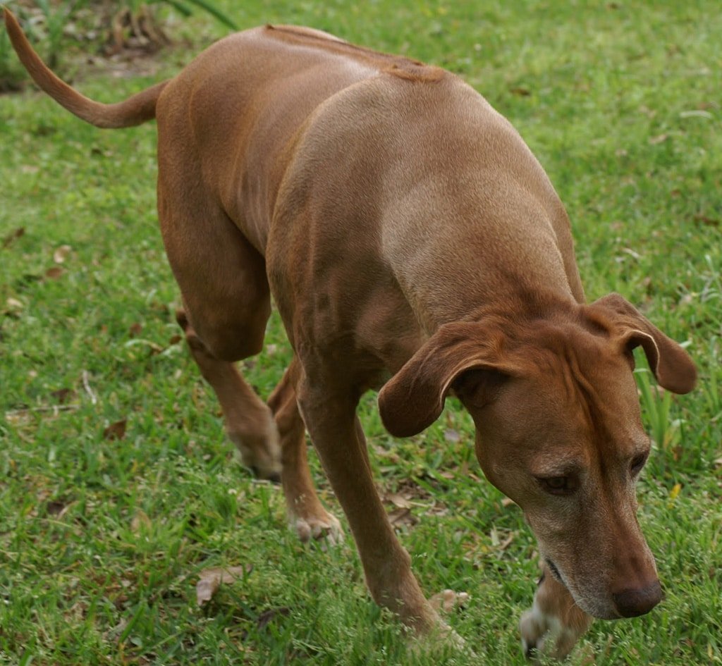Родезийский Рич бэк