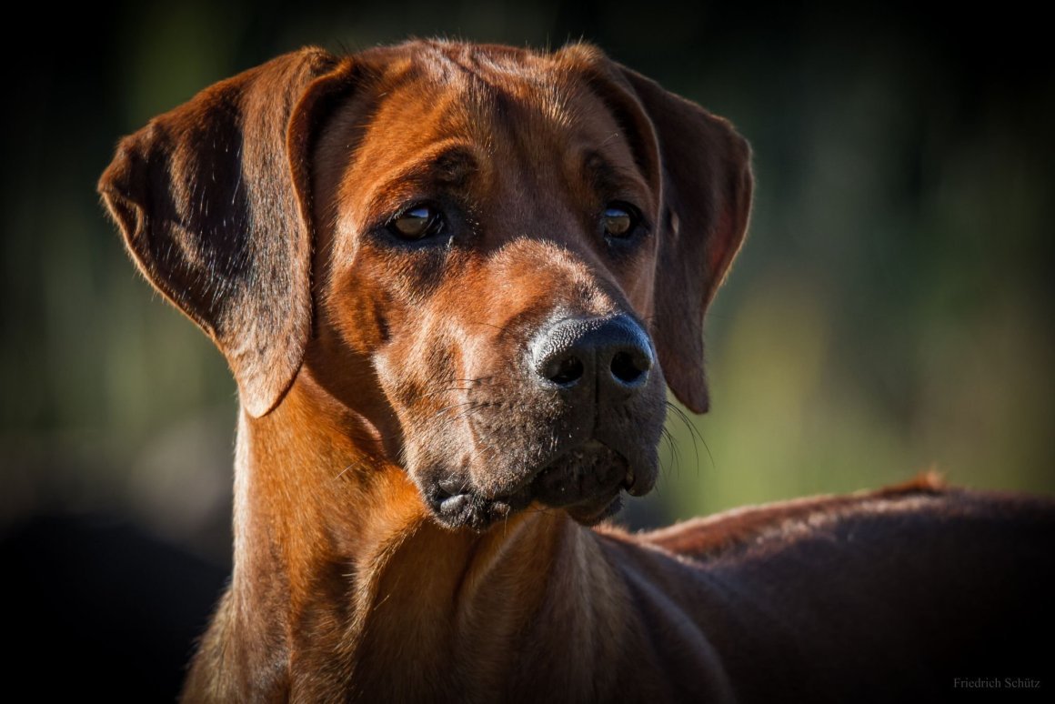 Тайский риджбек