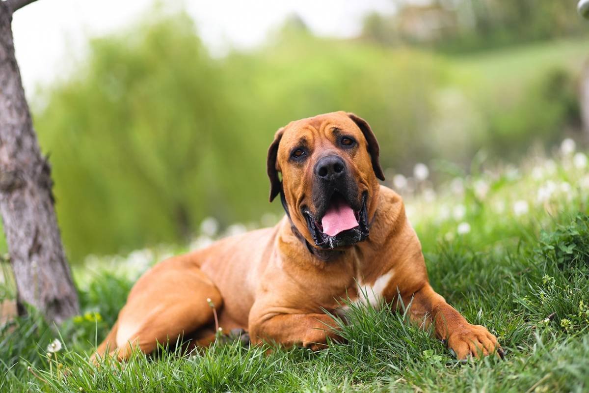 Родезийский риджбек Африканская львиная гончая