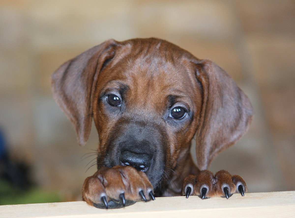 Риджбек Родезийский характер