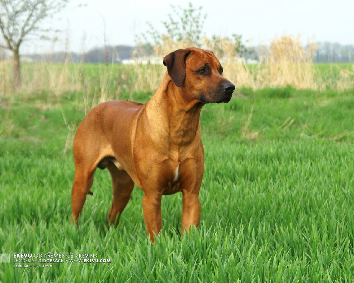 Собака породы Родезийский риджбек